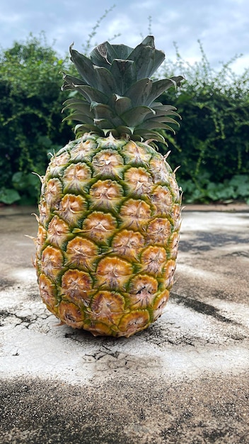 Foto ananas maturo isolato su pavimento di cemento frutta tropicale