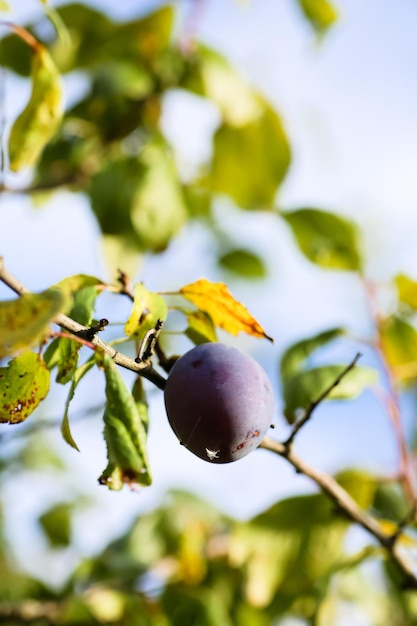 Ripe plum growing on a tree branch in the garden