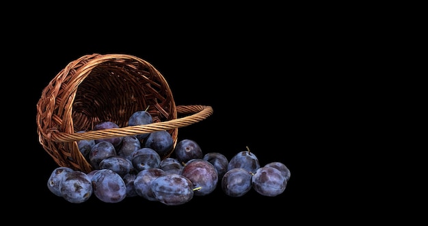 Ripe plums spilled out from the basket on a black background