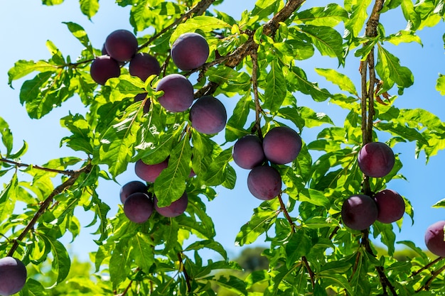 Ripe plums on the tree