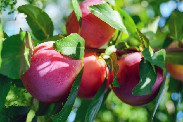 Ripe plums (variety "Greengage") on the green branches