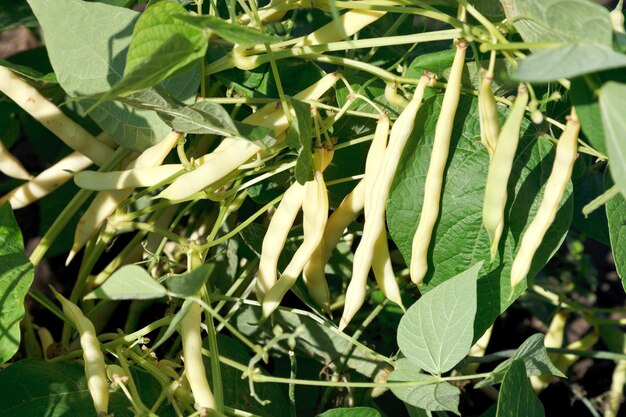 Ripe pods of common bean plant in garden