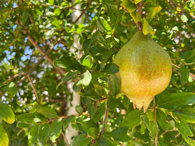 Ripe pomegranate fruit hanging on a treeripe pomegranate fruit hanging on a tree with sunset