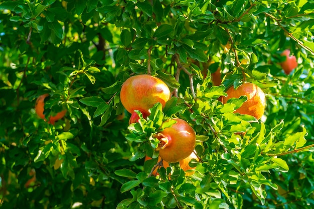 Ripe pomegranate fruit on tree branch. Nature, food