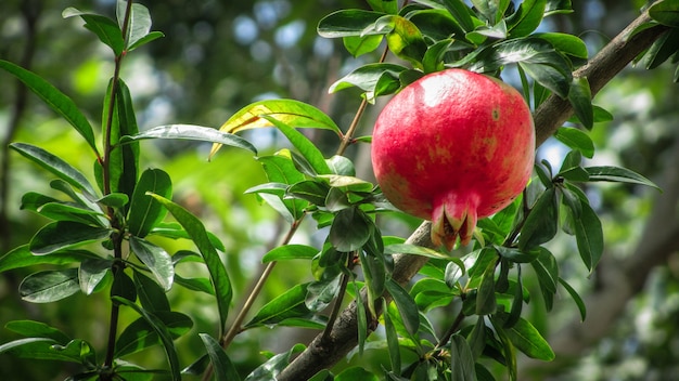 Ripe pomegranate fruits on a tree branch