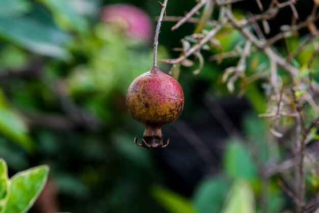 Photo ripe pomegranate hangs on the tree