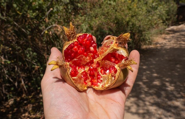 Ripe pomegranate in the men hand Harvest concept Selective focus High quality photo