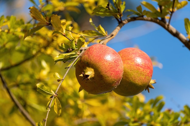 Ripe pomegranates on tree branch