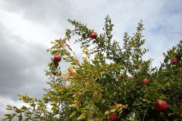 Ripe pomegranates on tree