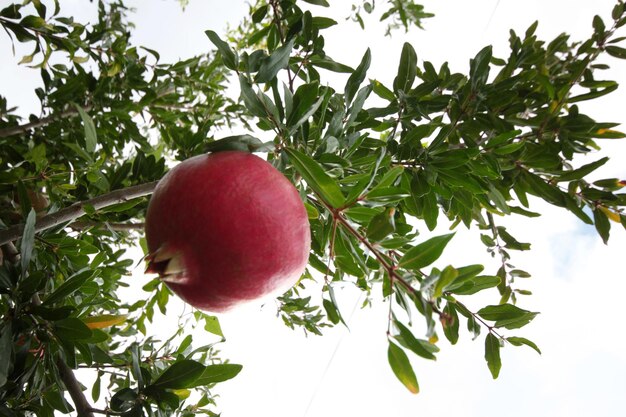 Ripe pomegranates on tree