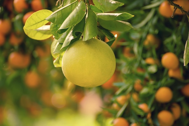 Ripe pomelo fruits hang on the trees in the citrus garden Harvest of tropical pomelo in orchard Pomelo is the traditional new year food in China it gives luck Agricultural food background