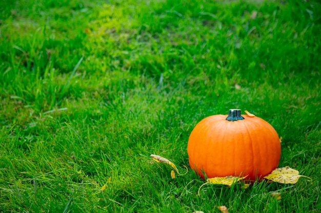 Ripe pumpkin on the green grass