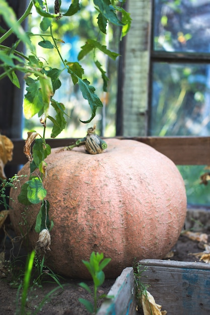 Foto stagione della raccolta della zucca matura