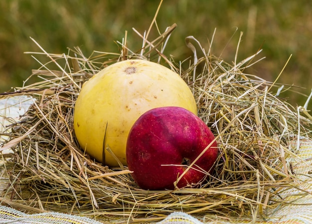 Ripe pumpkin with an apple on a pile of hay