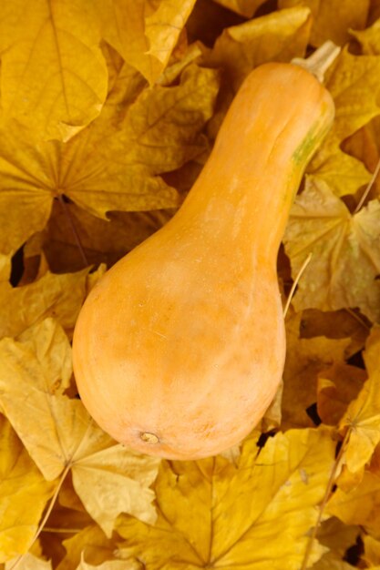 Ripe pumpkins on yellow autumn leaves closeup