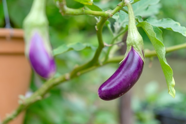 Ripe purple eggplant growing in a farm at Thailand