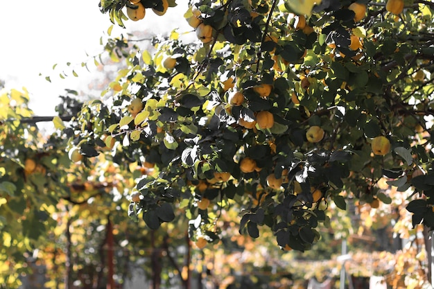 Ripe quince fruit on a tree branches ready for harvesting