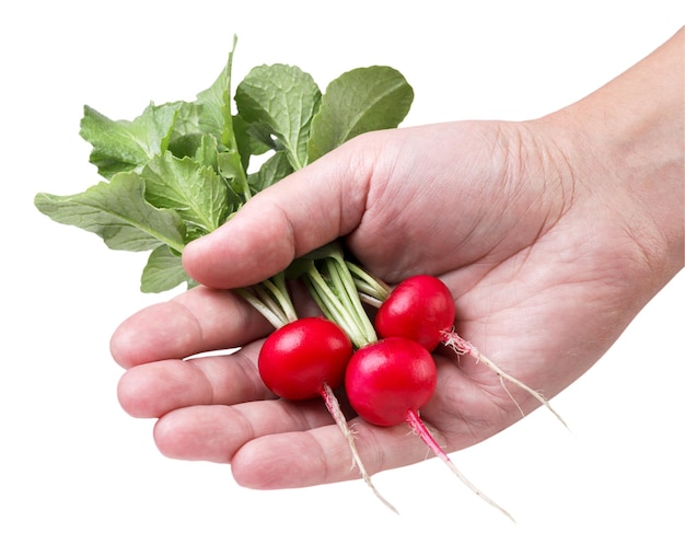 Ripe radish in hand closeup on a white background