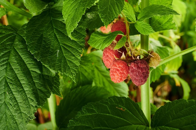 Ripe raspberries on a bush in the garden