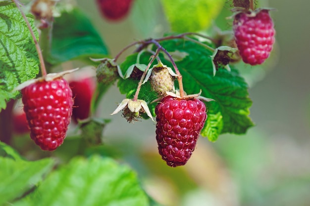 Ripe raspberries on bush