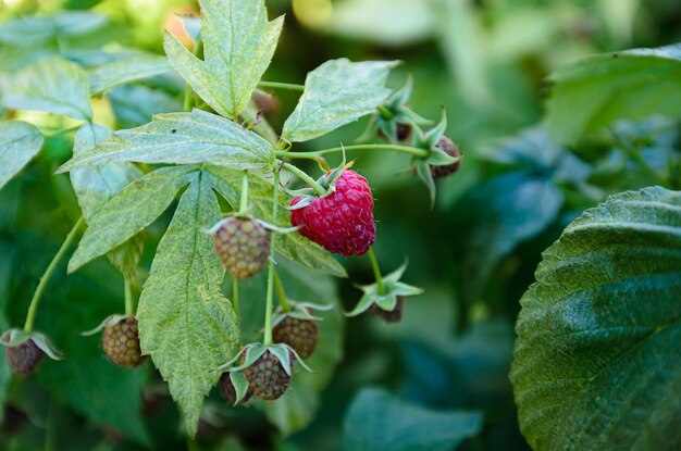 ripe raspberries on the bushes