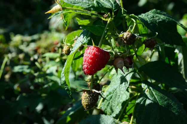 ripe raspberries on the bushes