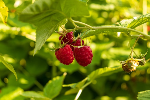  ripe raspberries in a garden on green background