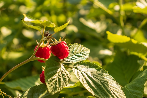  ripe raspberries in a garden on green background