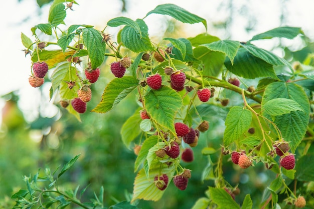 Ripe raspberries in the garden Selective focus