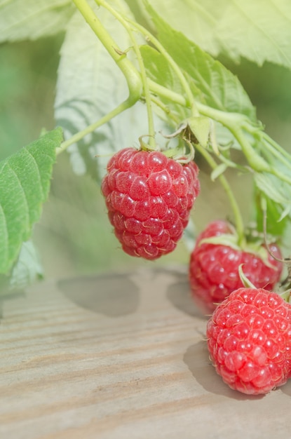 Ripe raspberries in the garden