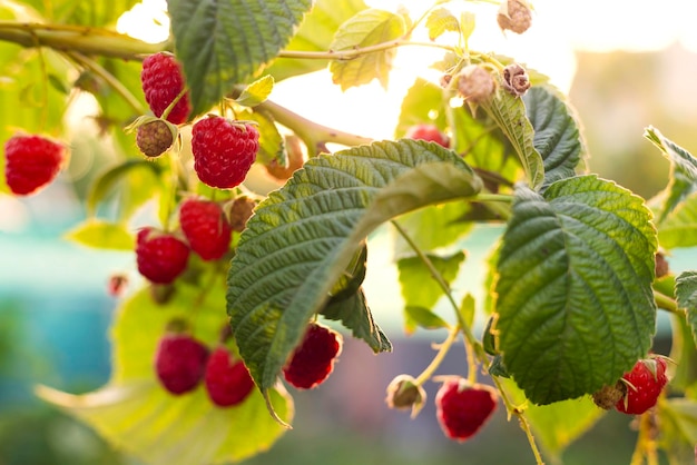 Ripe raspberries in sunlit summer garden