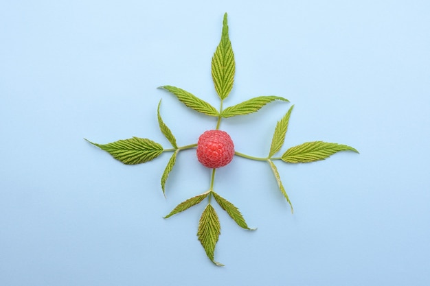 Ripe raspberries with green leaf on blue background. top view.