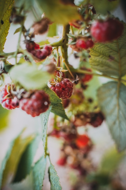  ripe raspberry on a branch