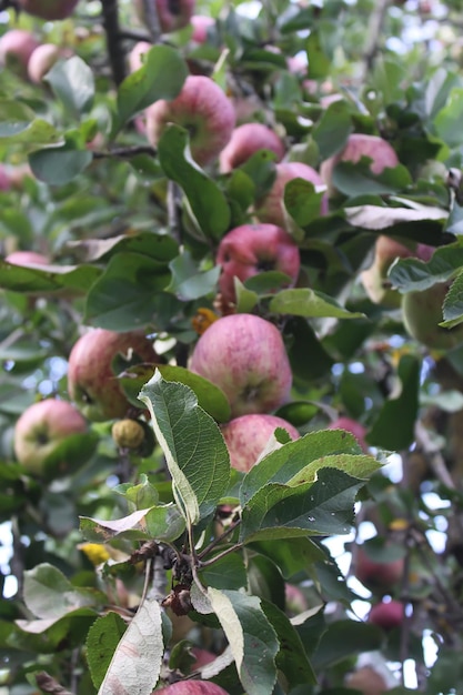 Ripe red apples on the apple tree branch in the garden