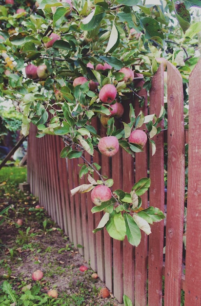 Ripe red apples on the apple tree branch in the garden