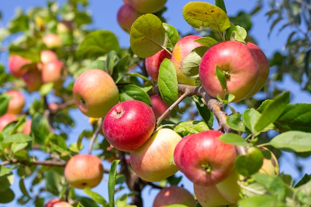 Ripe red apples on an apple tree on a sunny summer day Rich harvest of fruits in the garden