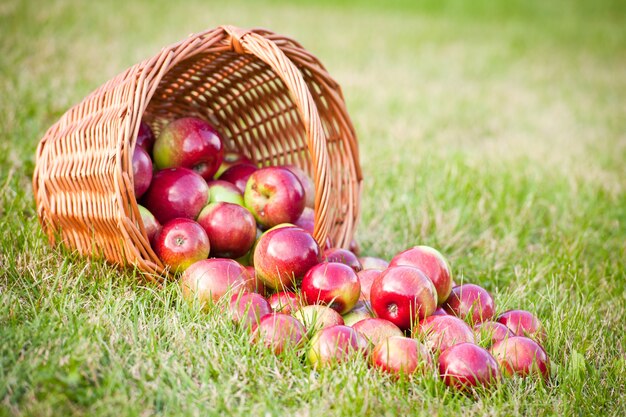 Спелые красные яблоки в корзине и на зеленой траве