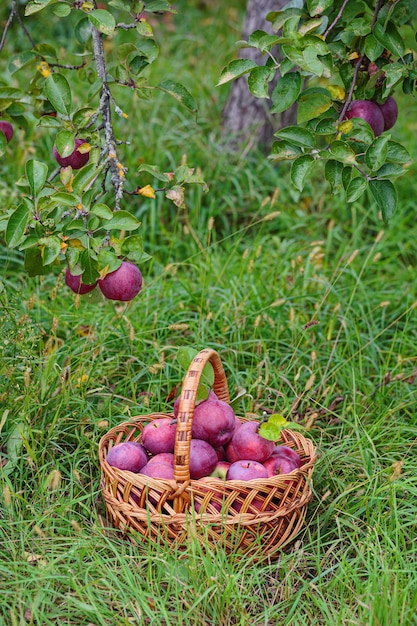 Ripe red Apples in a Basket Outdoor