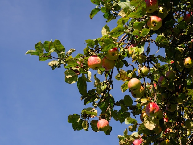 Ripe red apples on a branch close-up on a sunny day, ready to harvest.