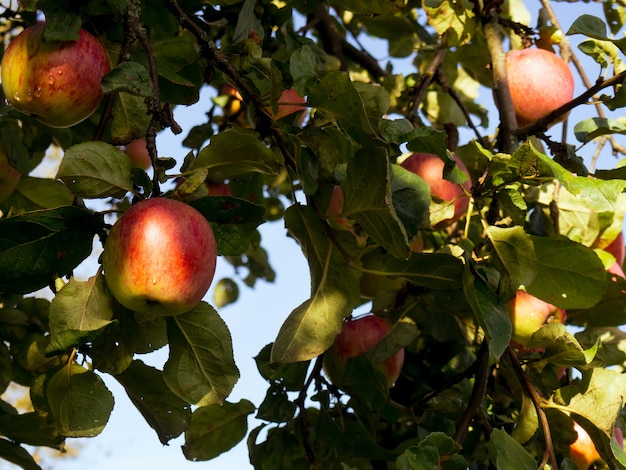 Ripe red apples on a branch close-up on a sunny day, ready to harvest.