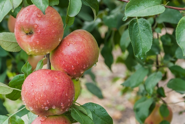 雨滴、選択的な焦点と枝に熟した赤いリンゴ
