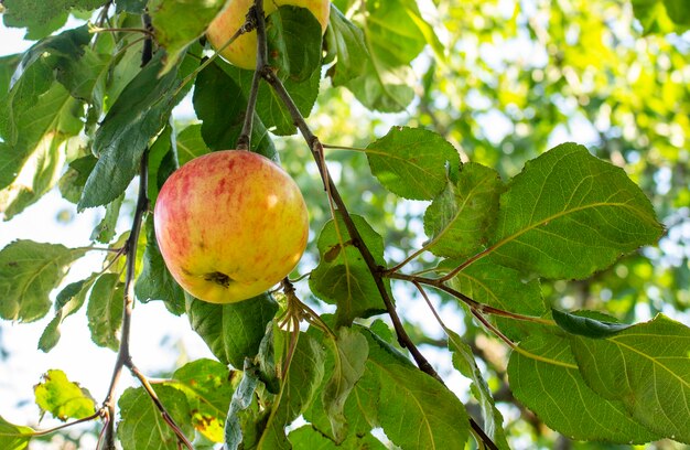 Ripe red apples on the branches of an apple tree in the garden are ready for harvest.