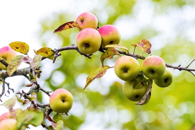 Спелые красные яблоки в саду на дереве Урожай яблок