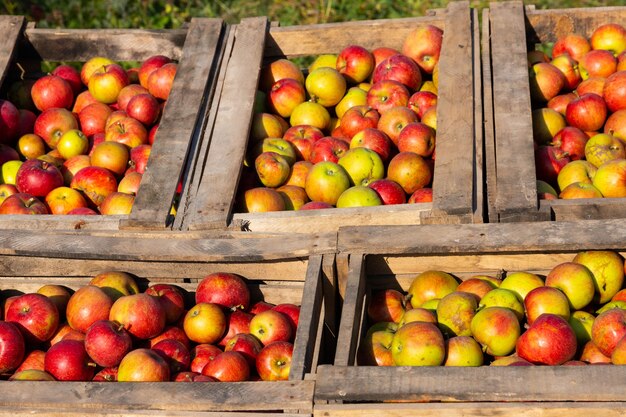 Ripe red apples in large wooden boxes during fruit picking day.