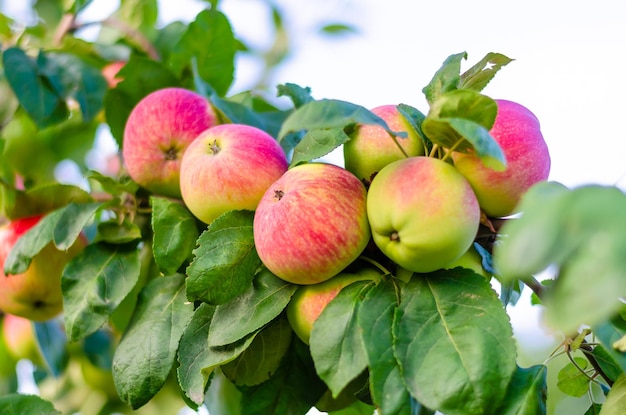 Ripe red apples on a tree branch.