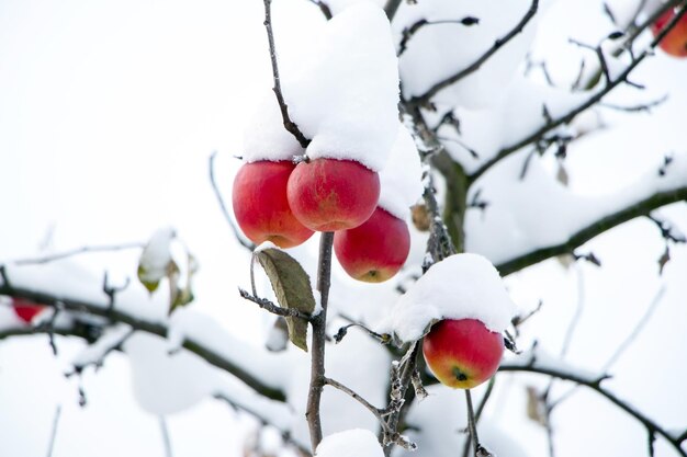 雪の中の木の上に熟した赤いリンゴ