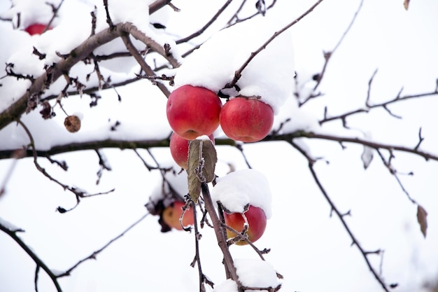 Ripe red apples on a tree in the snow