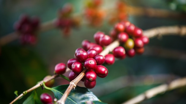 Ripe red  Arabicas Coffee fruit on a tree  coffee plantation