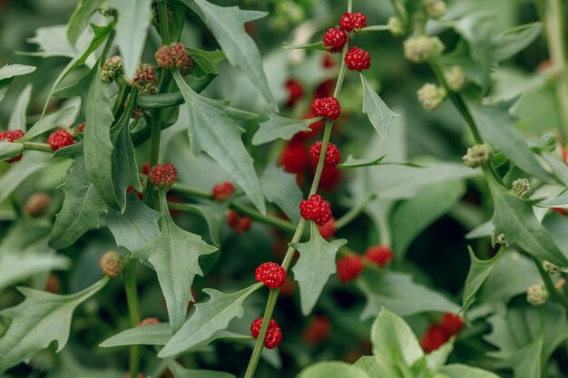 Blitum virgatumの熟した赤い果実