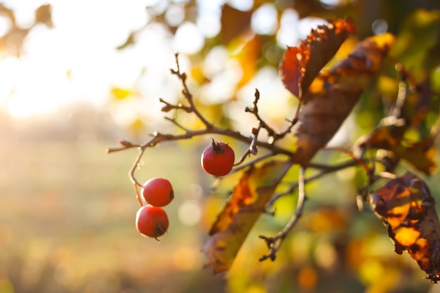 Crataegus laevigata 식물의 익은 붉은 열매. 미들랜드 호손, 가을 공원의 메이플라워 과일.